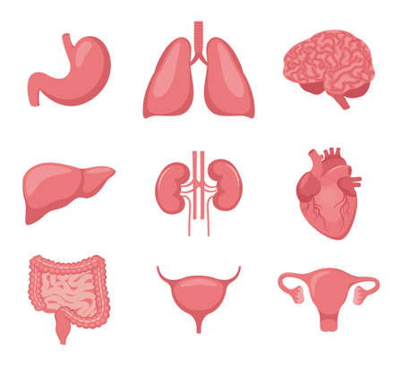 human organ set. Heart, brain, lungs, liver, stomach, intestines, bladder, kidneys, uterus and ovaries. Internal Design organs element for medicine biology education Vector illustrationのイラスト素材