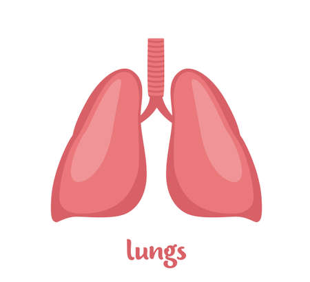 Lungs - human internal organ. Internal organ, anatomy. Vector flat icon illustration isolated on white backgroundのイラスト素材