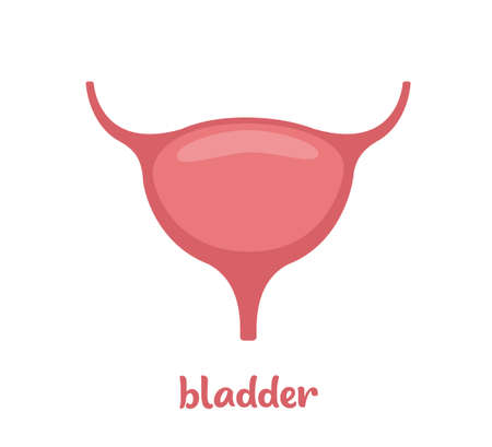 Human bladder, Internal organ of the human body. Anatomy Bladder icon. Vector flat icon illustration isolated on white backgroundのイラスト素材