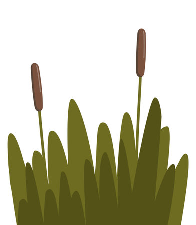 Reed, sedge and grass. Robust plant that grows in wetlands and along bodies of water, with narrow, cylindrical stems, distinctive seed heads and elongated leaves. Vector illustrationのイラスト素材