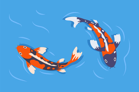 Swimming koi carp fish. Japanese koi carp fish in pond, cute oriental fish koi, swimming carps. Asian colorful koi fish.のイラスト素材