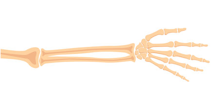 Human hand bones, front view. Medical anatomy. Arm checking healthcare joint palm finger exam. Hospital traumatology.のイラスト素材