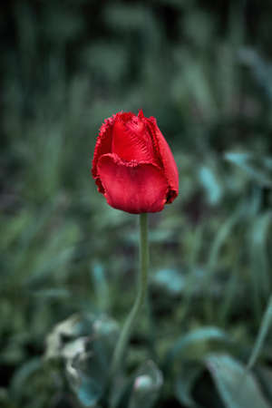 Close-up of one red tulip growing in the garden among green plantsの写真素材