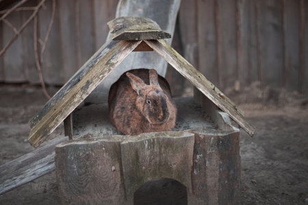A beautigul red rabbit sitting in a small wooden house in a farmland.の写真素材