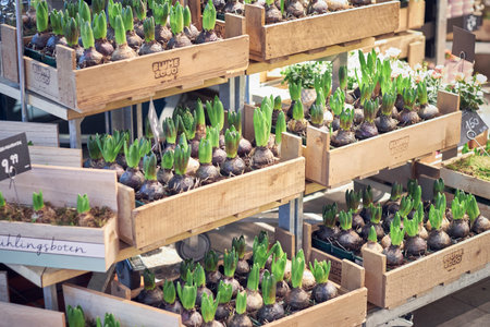 Sprouted bulbous plants in small pots collected in wooden boxes in a flower shop, or in the greenhouseの写真素材