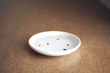 Planting process. Soaking seeds for planting in a water in a white saucer side view.の写真素材