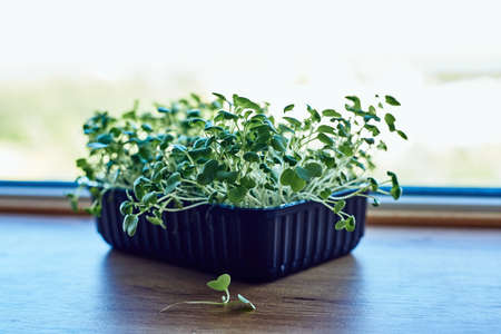 Microgreen salad in a pot stands on the kitchen tableの写真素材