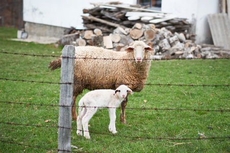 A sheep and a little lamb are standing in the rural yard behind a fence on the grassの写真素材