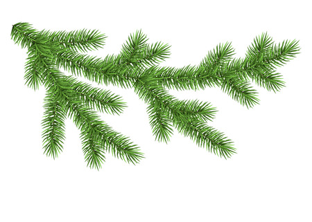 Fir branch isolated on white background. Green spruce. Realistic Christmas tree. Vector illustration. のイラスト素材