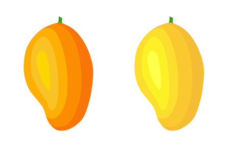 Organic mango isolated on white background. healthy lifestyle. Vector illustration in flat style.のイラスト素材