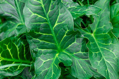 Green leaves of Arum italicumの写真素材