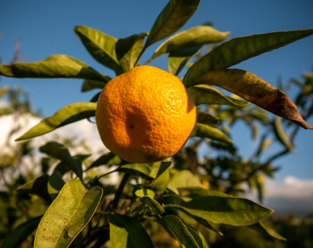 Mandarin on a tree on a sunny dayの写真素材