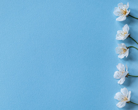 A row of cherry blossoms on a blue background Copy space.の写真素材
