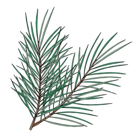 Merry Christmas and Happy New Year decoration. Green fir tree branch vector illustration.のイラスト素材