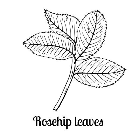 Summer fruit engraved style illustration. Detailed hand drawn illustration with leaves of rosehip. Floral element for decor.のイラスト素材