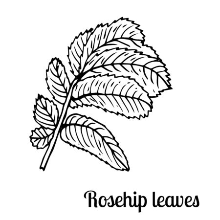 Summer fruit engraved style illustration. Detailed hand drawn illustration with leaves of rosehip. Floral element for decor.のイラスト素材