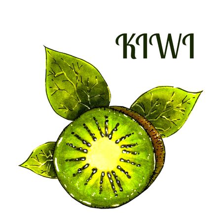 Green kiwi fruit with slice isolated on white. Realistic hand drawn kiwi fruit .の写真素材