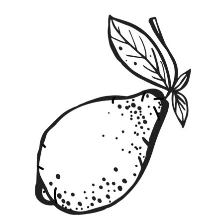 Cute single hand drawn lemon for menu, recipe and decor. Doodle vector illustration.のイラスト素材
