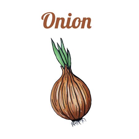 Fresh hand-drawn onion. Drawing healthy food. Marker illustrations. Can be used for printing on fabric, clothing, mugs, postcards and much more.の写真素材