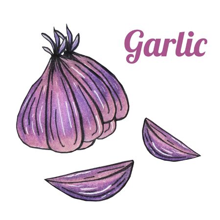 Fresh hand-drawn garlic. Drawing healthy food. Marker illustrations. Can be used for printing on fabric, clothing, mugs, postcards and much more.の写真素材