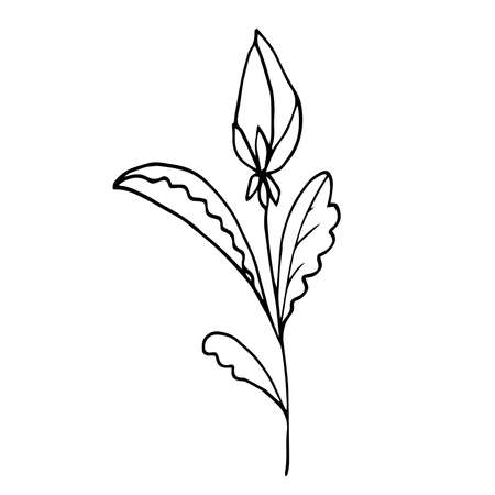 Wild flowers. Floral hand drawn engraving. Vector illustration with isolated buds of flower on white.のイラスト素材