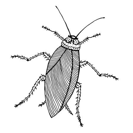 Cockroach illustration ink, line art. Vector illustration. Isolated on white.のイラスト素材
