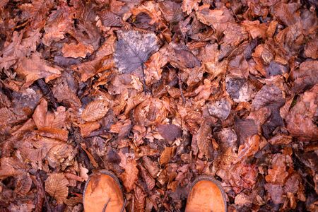 Fashionable unisex shoes on a background of autumn leaves. Travel in the fall.の写真素材
