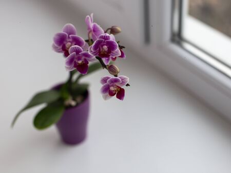 A small beautiful orchid of white, pink and purple. On a light background. In a small purple pot.の写真素材