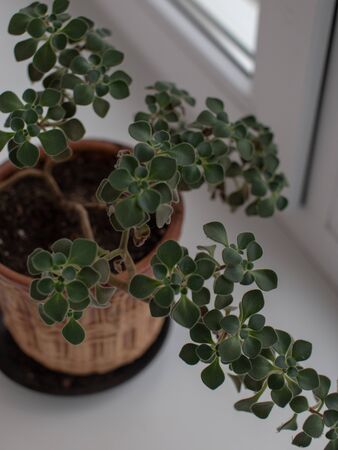 Green flower with small leaves, succulents, in a brown pot on a light white windowsillの写真素材