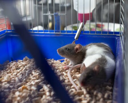 Inside view of the animal cage with a rodent inside.の写真素材
