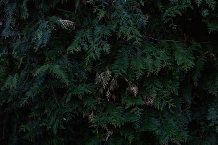 Close-up of many branches of thuja fir trees. Needles of an evergreen plant.の写真素材