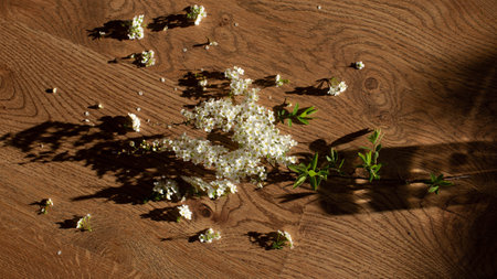 Flowers are small white with hard shadow lying on a wooden surface. Shadow of a vase near a flower. A white flower with small petals.の写真素材