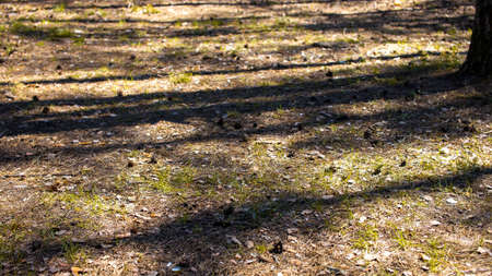 The shadow of a tree fell to the ground with needles. Hard shadows of tall trees. Fir cones are lying on the ground. Spruce forestの写真素材