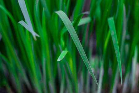 Green grass, leaf close-up. Bright fresh juicy grass. Thin long lawn leaves. Horizontal photo. Many shades of greenの写真素材