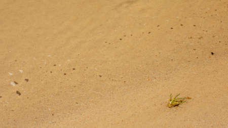 Selective focus, Small plant on the yellow sand of the sea fed, shallow water. Clear water of reservoir, sea, lake, river.の写真素材