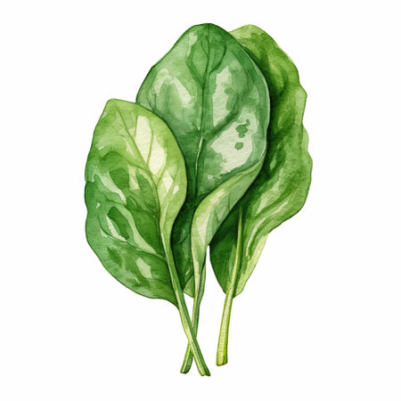 spinach watercolor illustration isolated on white background. Food clipartの写真素材
