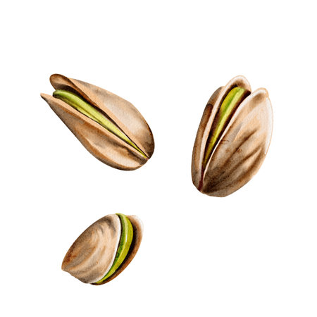 Set of three pistachios. Various nuts. Green is a beautiful color. The shells are beige. Watercolor illustration. No backgroundの写真素材