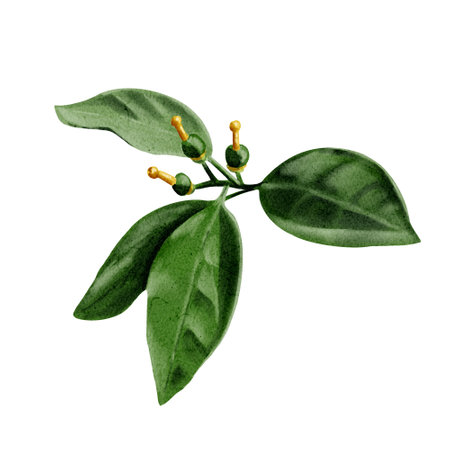 Small oranges and lemons. Orange, lemon, tangerine and lime plant. Fruit buds. Watercolor illustration. No backgroundの写真素材