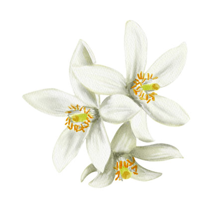 White flowers of a citrus tree. Flowers with five petals. Orange, lemon, tangerine and lime plant. Fruit buds. Watercolor illustration. No backgroundの写真素材