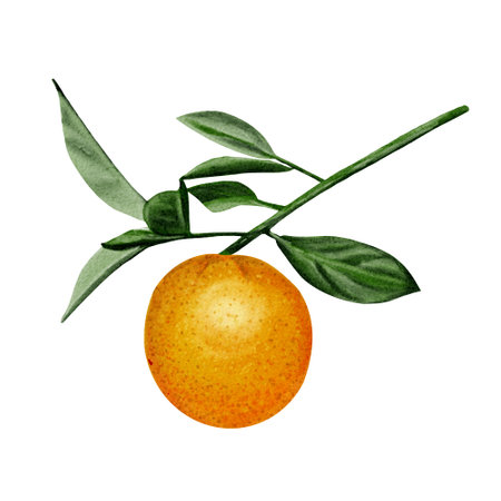 Branch with orange. Green leaves and orange fruit. The orange is ripe on the branch. Natural natural colors. Watercolor illustration. No backgroundの写真素材