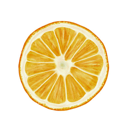 The orange is cut in half. Juicy orange fruit. The structure and structure of the orange is visible. Juice or cosmetics packaging decor. Watercolor illustrationの写真素材