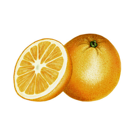 Juicy oranges. Whole fruit and half. Orange cut in half. You can see the structure of the orange, the slices. Orange. Watercolor illustrationの写真素材