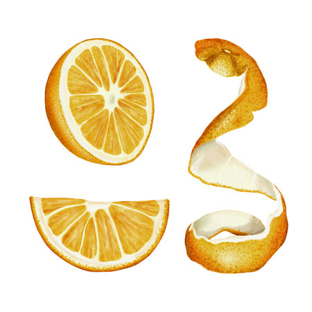 Set of oranges. Half an orange, a quarter and an orange peel. Juicy fruits. Orange, yellow and white colors. Watercolor illustration. No backgroundの写真素材
