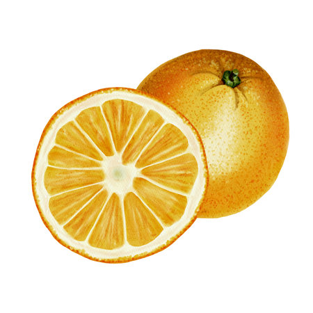 Juicy oranges. Whole fruit and half. Orange cut in half. You can see the structure of the orange, the slices. Orange. Watercolor illustrationの写真素材