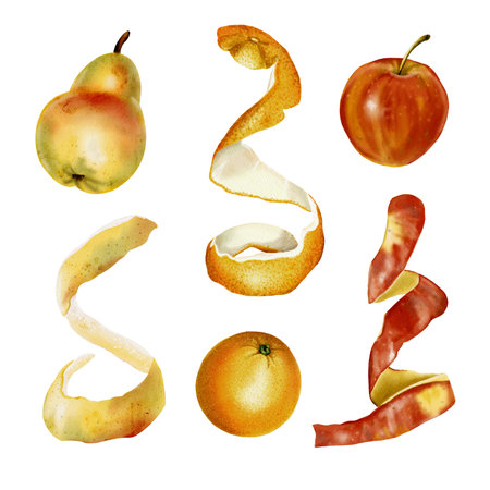 Apple, orange and pear. Cut fruit peel. A set of vitamins. Red, yellow and orange colors. Watercolor illustrationの写真素材