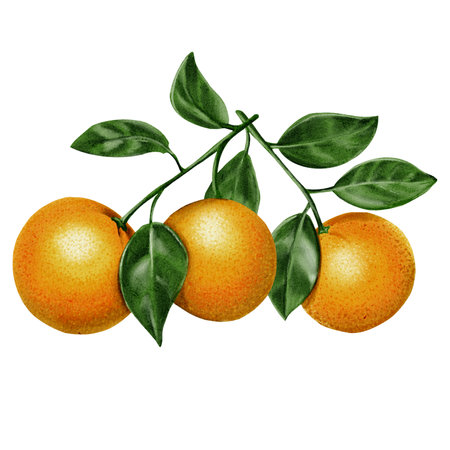 Three orange branches. Oranges with leaves. Round and juicy fruits. Orange and green colors. Watercolor illustration without background.の写真素材