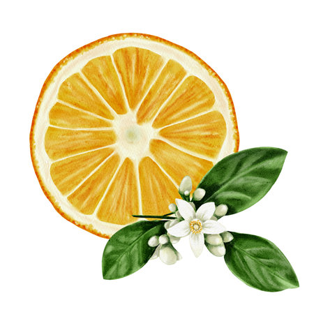 Round slice of orange. The structure of the fruit is visible. Orange slices. Flowers and leaves of the plant. Watercolor illustration without backgroundの写真素材