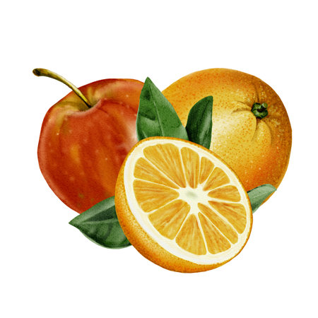 Composition of a whole apple and an orange and half an orange, Leaves. Color illustration. Red, yellow, green and orange colors. Watercolor illustration without backgroundの写真素材