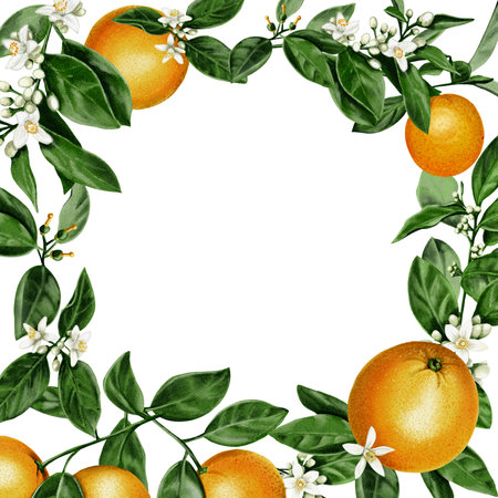 frame of oranges. Juicy and orange fruits with orange blossom leaves and flowers. Citrus Small white flowers. Watercolor illustration. No backgroundの写真素材