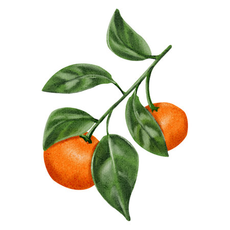 Branch with ripe orange tangerines and green leaves isolated on white background, citrus fruit. tropical plant. Watercolor illustration. For juices, vitamins, packaging and printingの写真素材